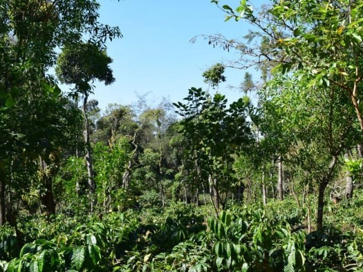 Trek near The Chinnadhalu resort